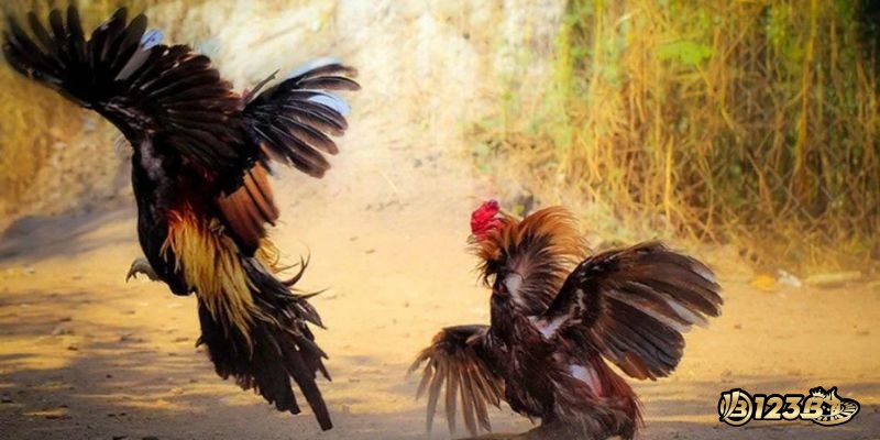 Trang web của nhà cái được thiết kế và phát triển với nhiều tính năng ưu việt
